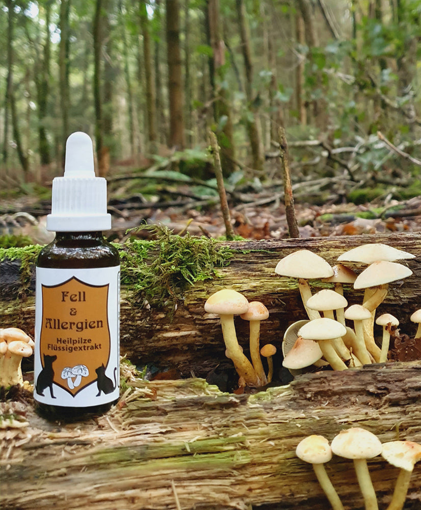 CatAmore medicinale paddenstoelen vloeibaar extract voor dieren mycotherapie VACHT & ALLERGIEEN voedingssupplement 30ml