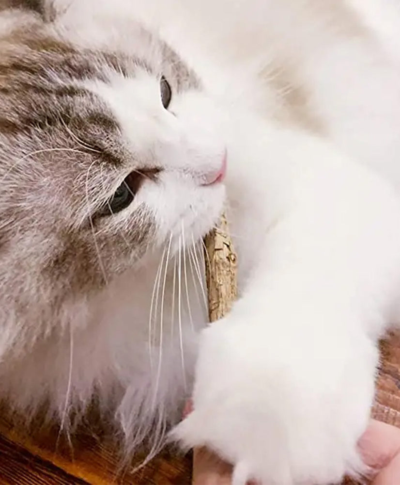 CatAmore 20x Matatabi kattensticks gebitsverzorging natuur gemaakt tegen slechte adem kattenspeeltje kauwspeeltje kauwsticks