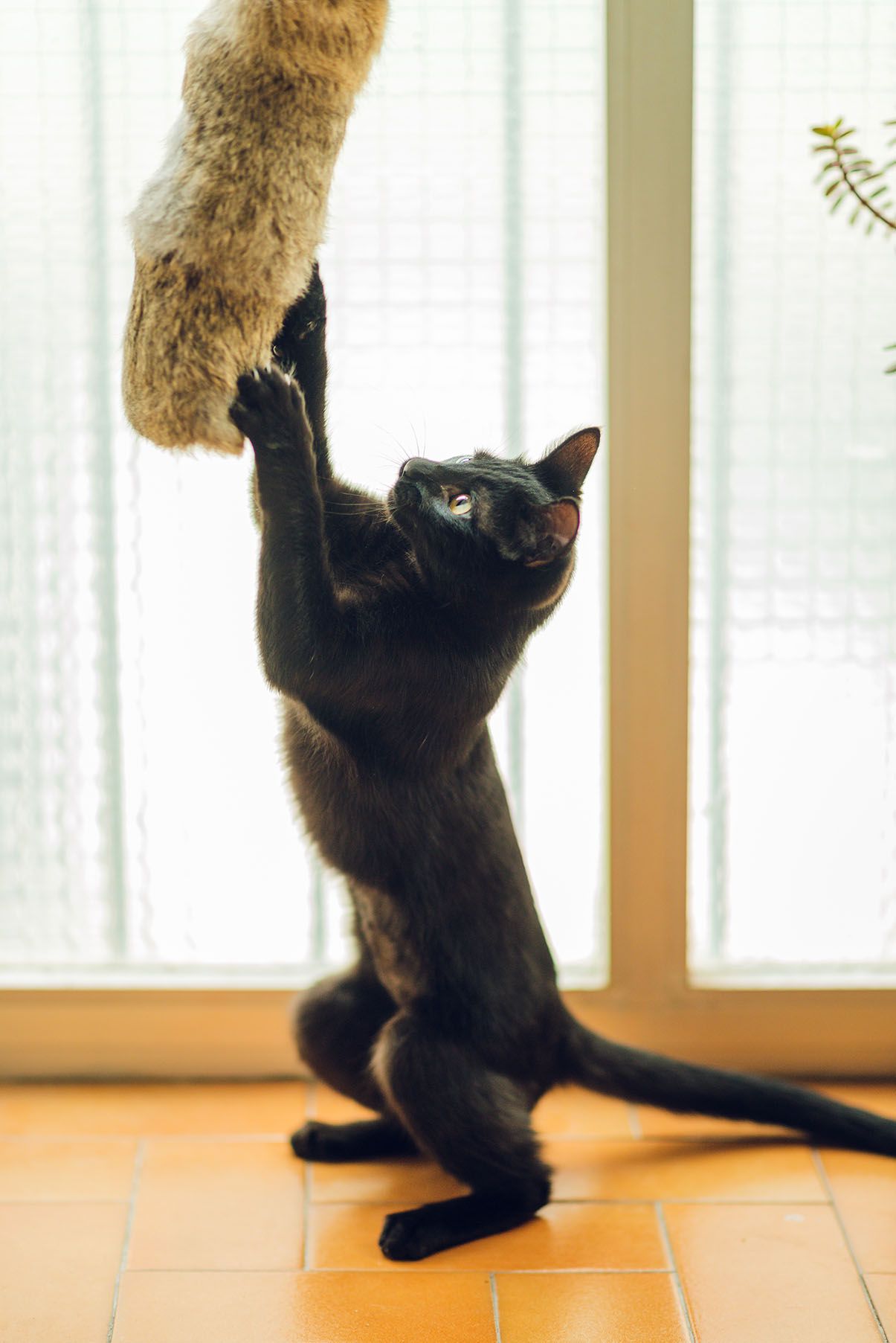 Kattenkussen van konijnenbont – natuurlijk speelgoed maat M (40 cm)