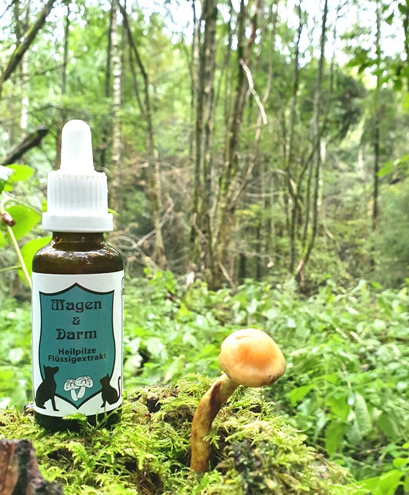 CatAmore Extrait Liquide de Champignons Médicinaux pour Animaux - Mycothérapie - Supplément Nutritionnel pour l'Estomac et les Intestins 30ml