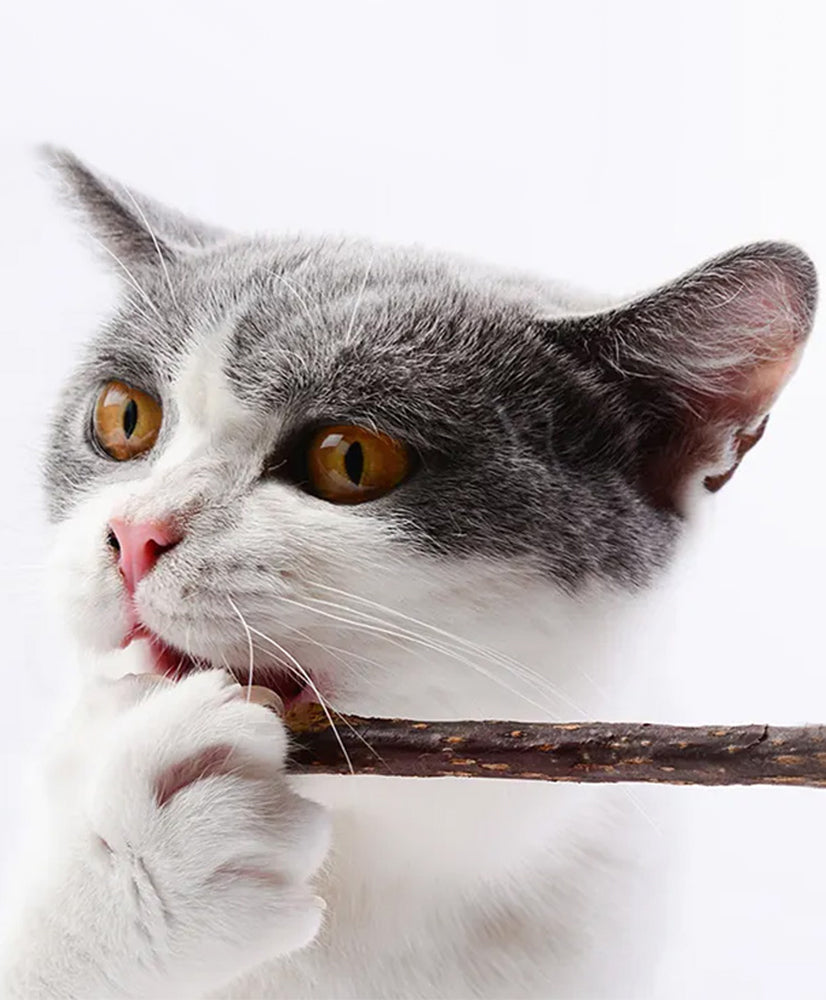 CatAmore 20x Matatabi kattensticks gebitsverzorging natuur gemaakt tegen slechte adem kattenspeeltje kauwspeeltje kauwsticks