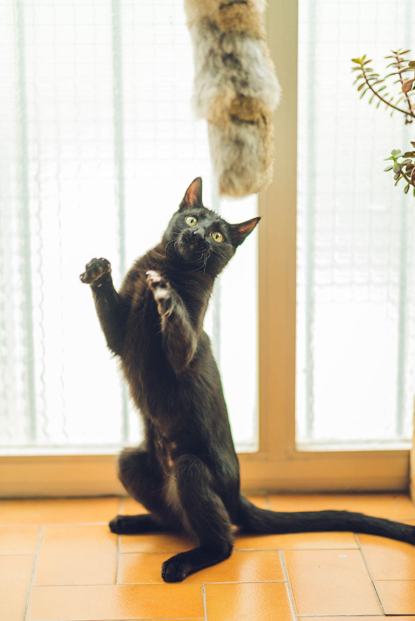 Kattenkussen van konijnenbont – natuurlijk speelgoed maat M (40 cm)